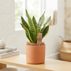 Futura Superba Snake Plant (Sansevieria trifasciata) – 12cm Pot