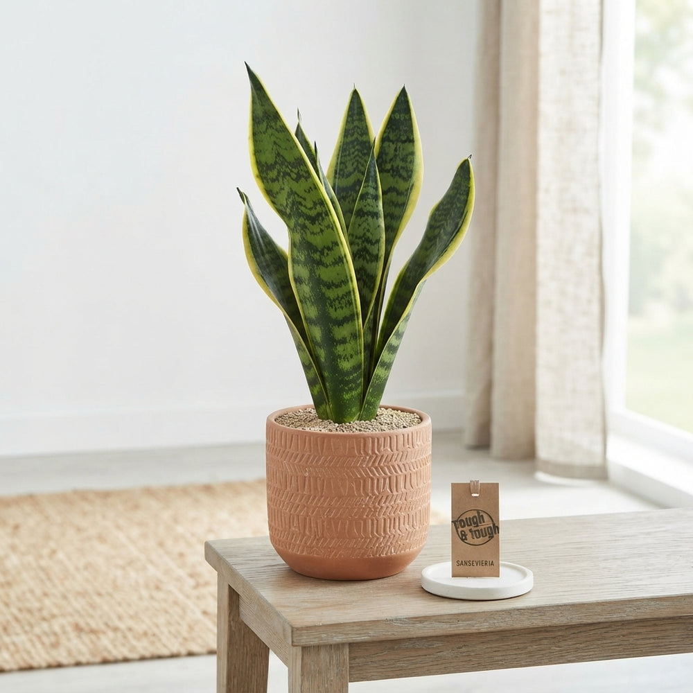 Sansevieria Futura Superba – 9cm Pot