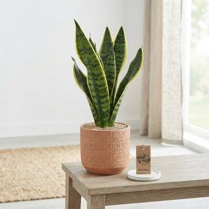 Sansevieria Futura Superba – 9cm Pot