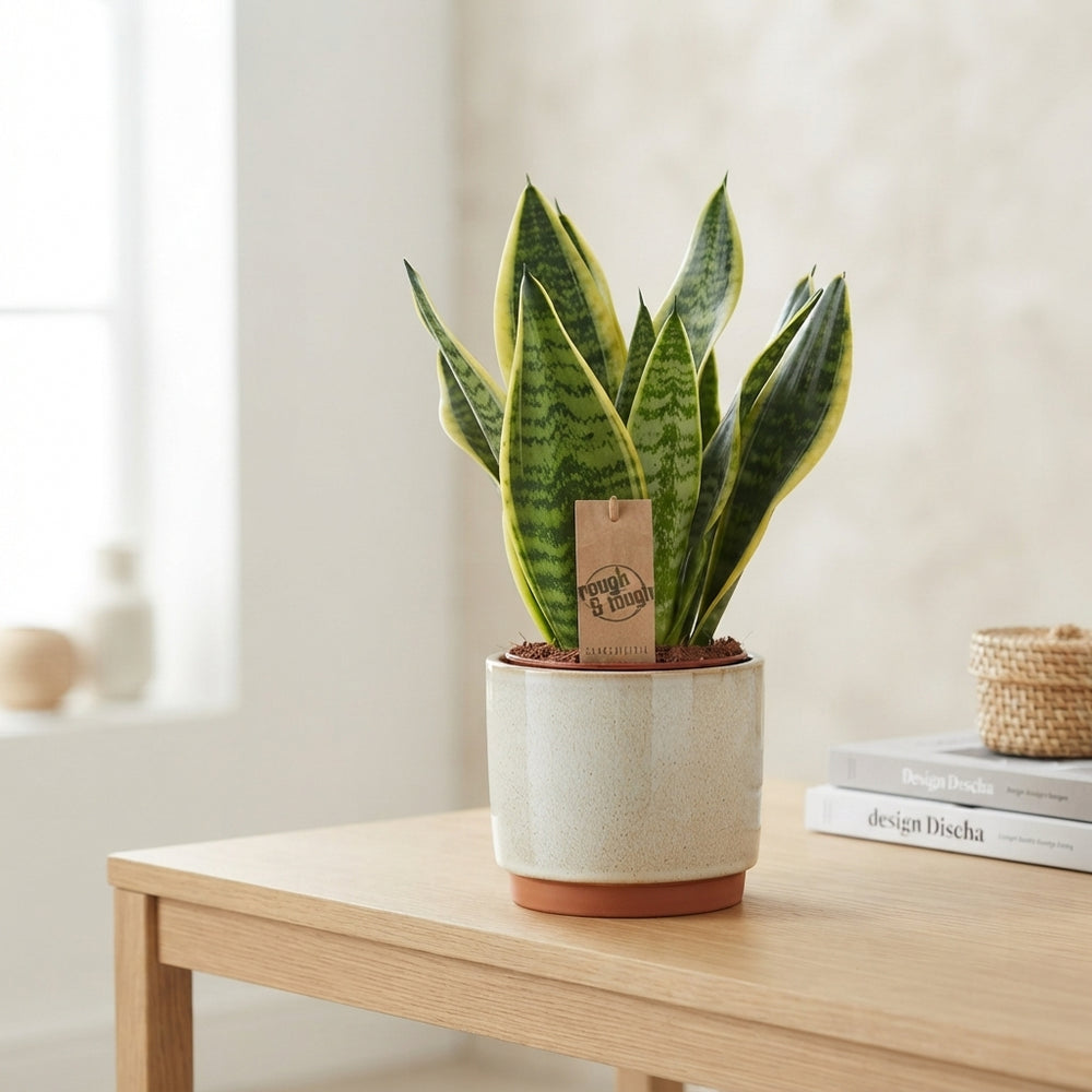 Sansevieria Futura Superba – 14cm Pot