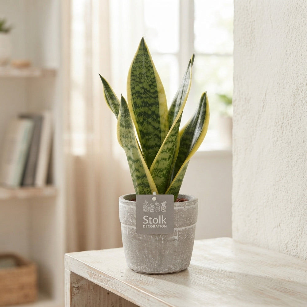 Sansevieria ‘Futura Superba’ – 13cm Stone Pot