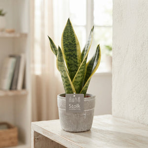 Sansevieria ‘Futura Superba’ – 13cm Stone Pot