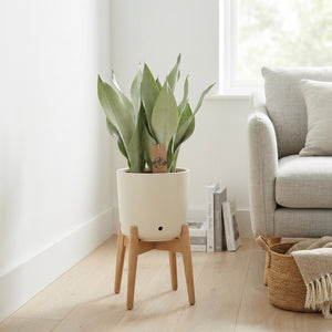 Snake Plant (Sansevieria trifasciata) – 12cm Pot