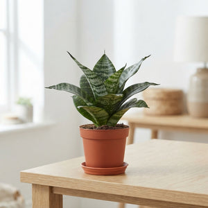 Bird’s Nest Snake Plant (Sansevieria trifasciata ‘Hahnii’) – 9cm Pot