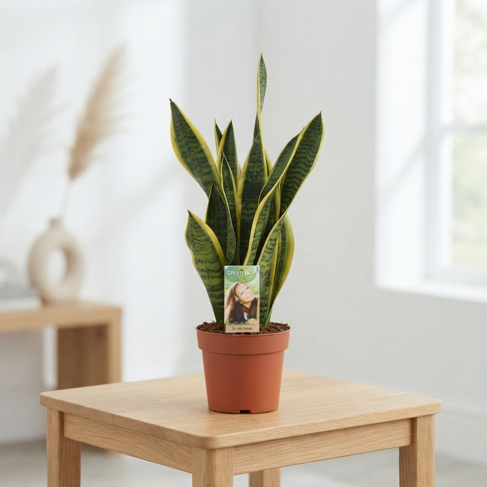 Sansevieria Laurentii Snake Plant – 14cm Pot