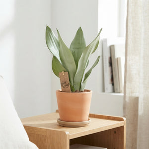 Sansevieria Moonshine – 12cm Pot, 40cm High