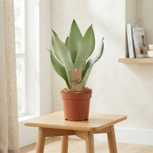 Sansevieria Moonshine – 14cm Pot, 45cm High