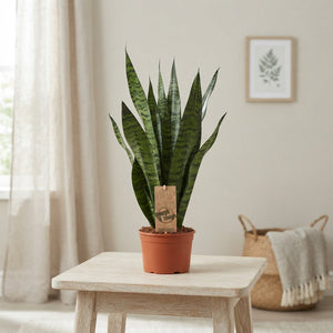 Sansevieria Zeylanica Snake Plant – 14cm Pot