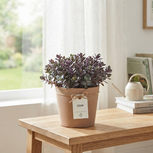 Mixed Succulent Collection – 17cm Pot