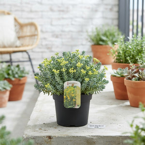 Mixed Sedum Plants – 13cm Pot