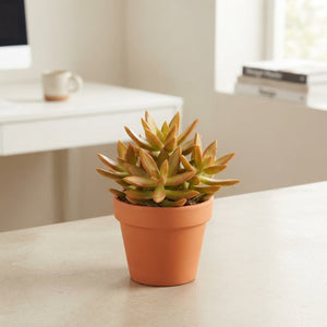 Sedum ‘Neusbaumiama’ – 8.5cm Pot