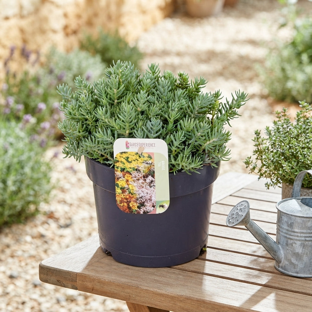 Blue Spruce Stonecrop (Sedum reflexum) – 17cm Pot