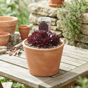Mixed Sempervivum Houseleek Collection – 17cm Pot