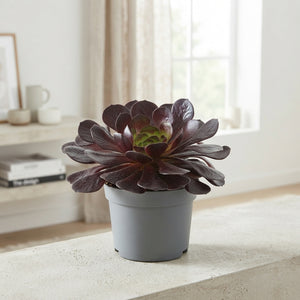 Semponium ‘Destiny’ – 17cm Pot