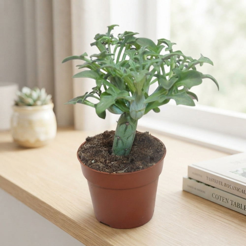 Candle Plant (Senecio articulatus) – 8.5cm Pot