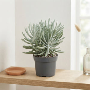 Senecio scaposus Succulent – 13cm Pot, 30cm High