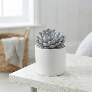 Mixed Valencia Deluxe Succulent – 8.5cm Pot