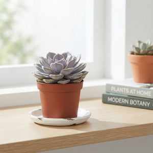 Mixed Deluxe Succulents – 8.5cm Pot