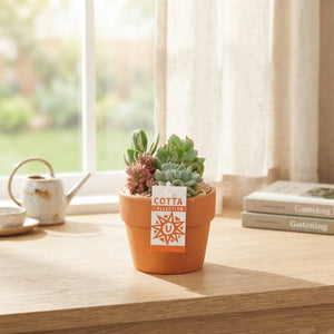 Mixed Succulent Arrangement – 12cm Terracotta Pot