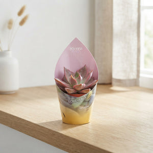 Mixed Succulent Pot Cover – 8.5cm Pot