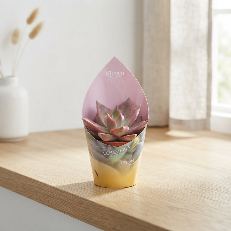 Mixed Succulent Pot Cover – 8.5cm Pot