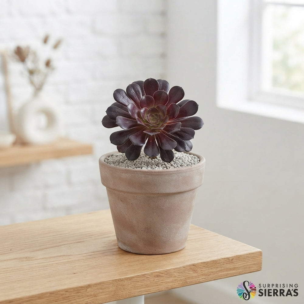 Mixed Succulent Surprise – 8.5cm Pot