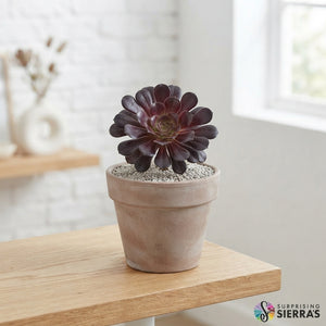 Mixed Succulent Surprise – 8.5cm Pot