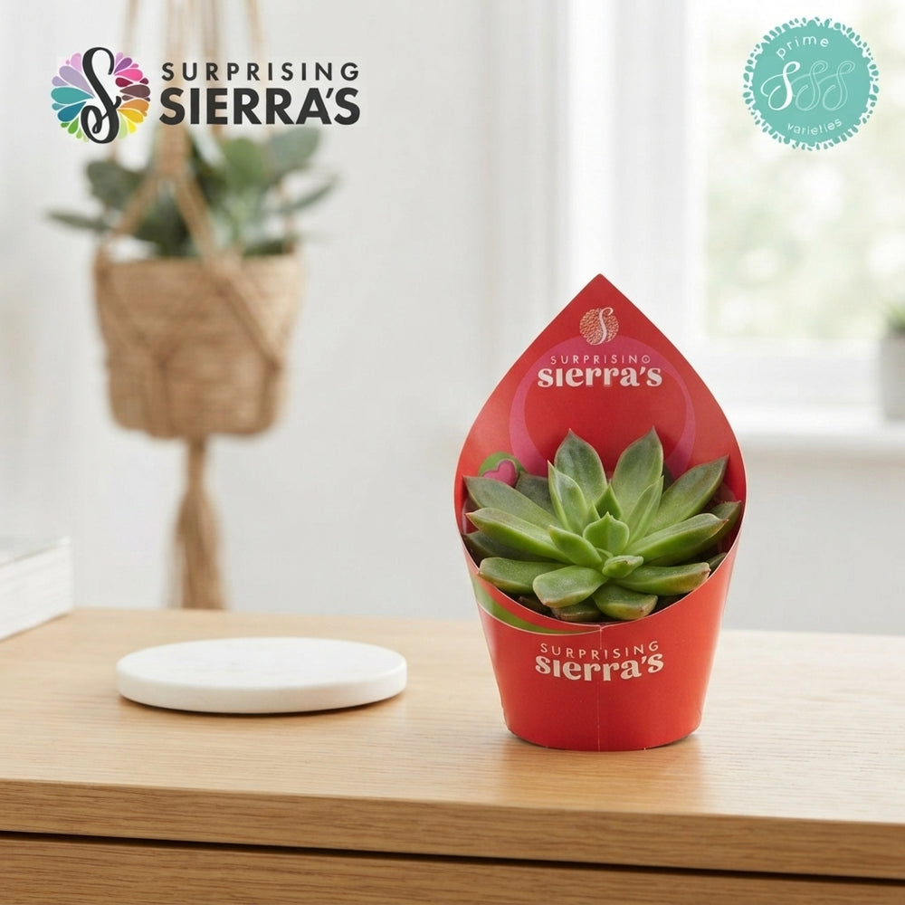 Mixed Surprise Succulent – 8.5cm Pot