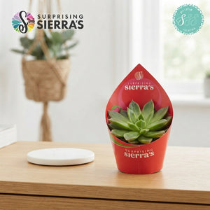 Mixed Surprise Succulent – 8.5cm Pot