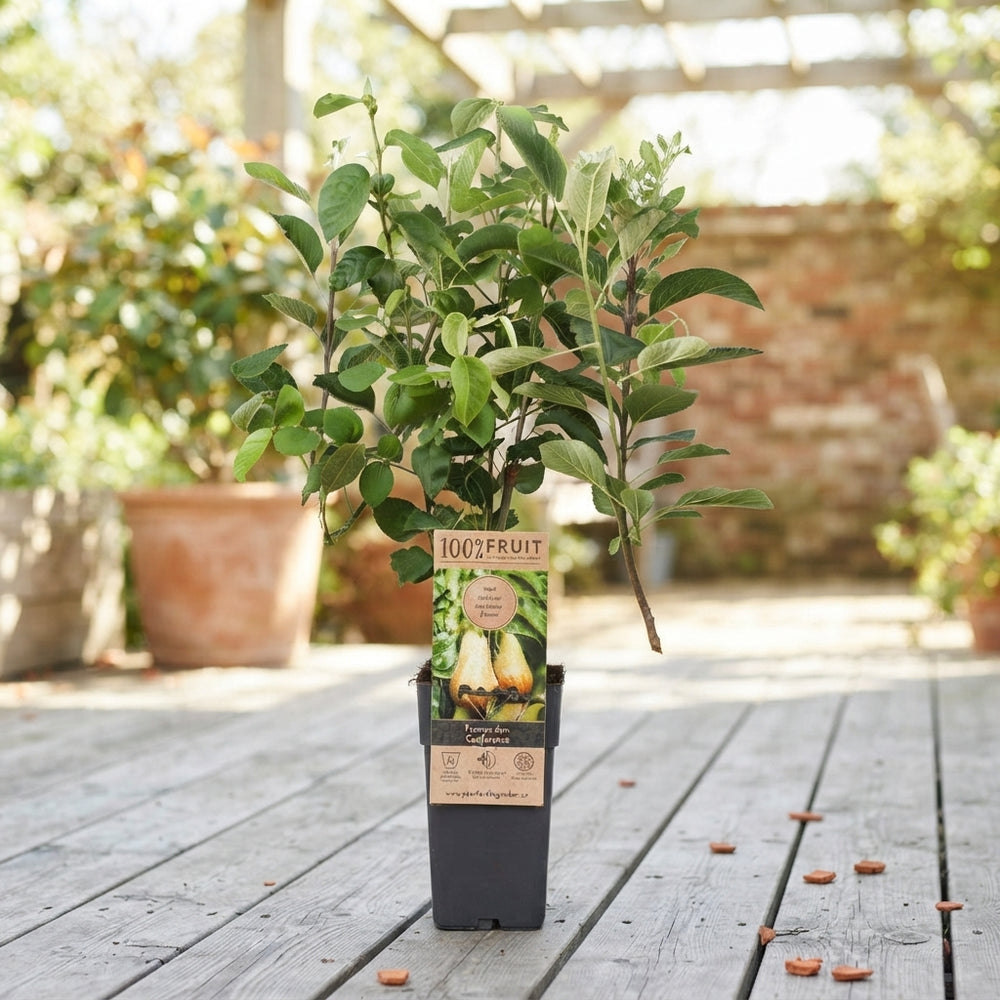 Mixed Fruit Plant – Approx. 50cm