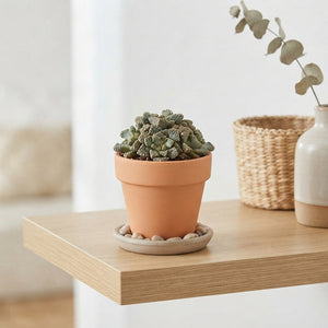 Titanopsis calcarea Living Stone Succulent – 8.5cm Pot