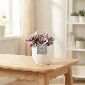 Tradescantia Nanouk Pink Houseplant – 13cm Pot
