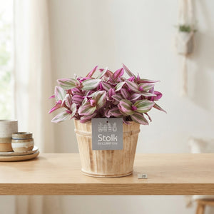 Pink Tradescantia Nanouk – 13cm Pot