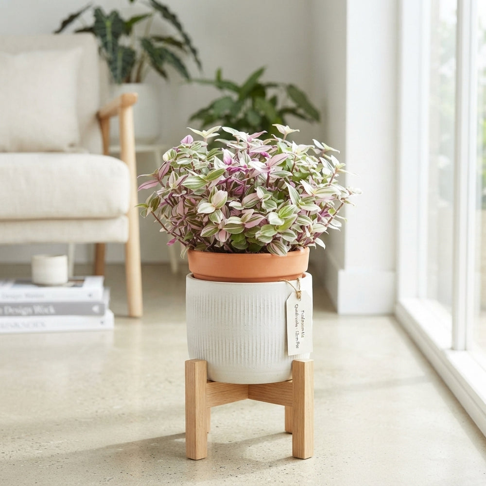 Tradescantia Quadricolor – 12cm Pot