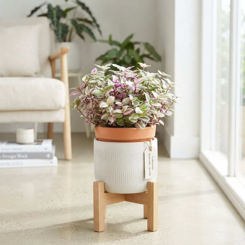 Tradescantia Quadricolor – 12cm Pot