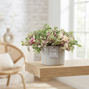 Tradescantia Quadricolor – 13cm Ceramic Pot