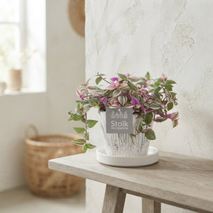 Tradescantia Quadricolor – 13cm Pot