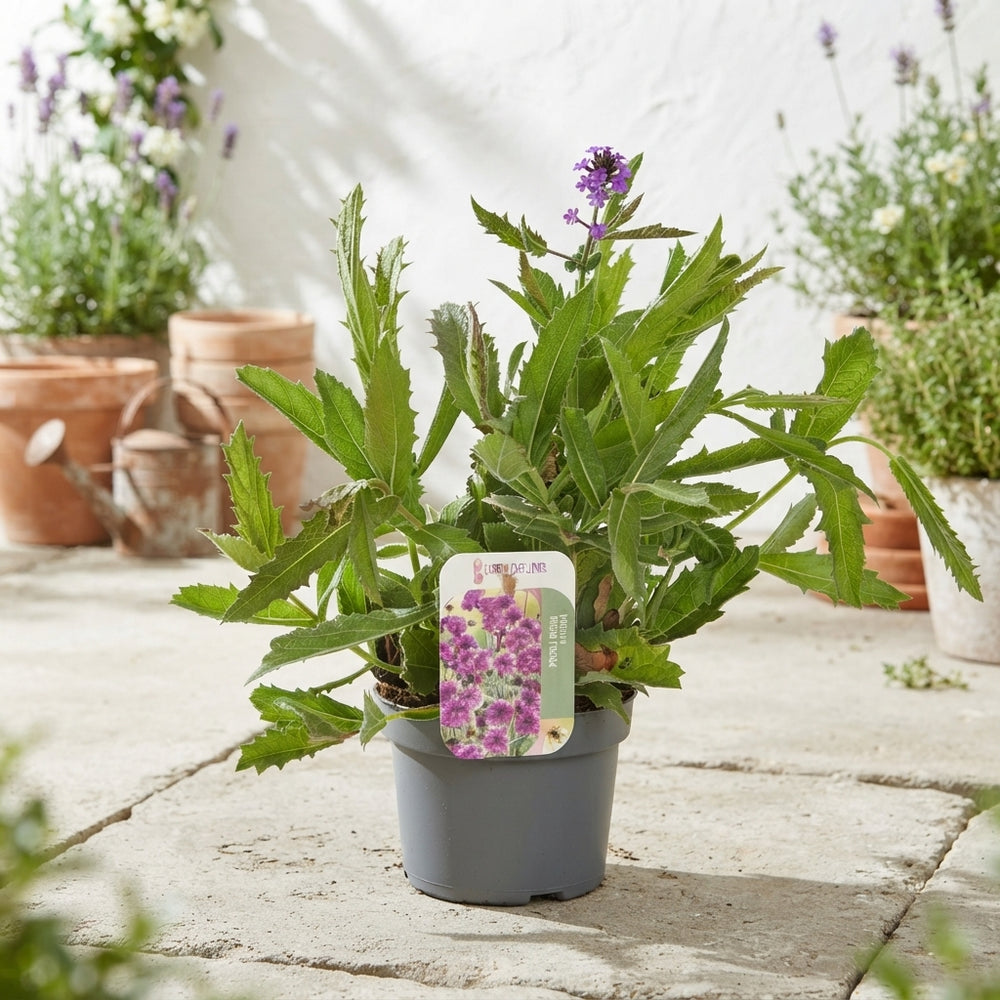 Venosa Verbena (Verbena rigida) – 13cm Pot