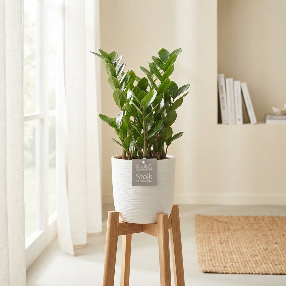 ZZ Plant (Zamioculcas zamiifolia) – 13cm Pot