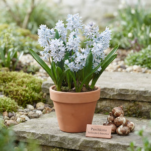 Puschkinia libanotica – 10cm Pot