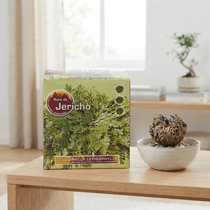 Rose of Jericho (Selaginella) – 10cm Gift Box