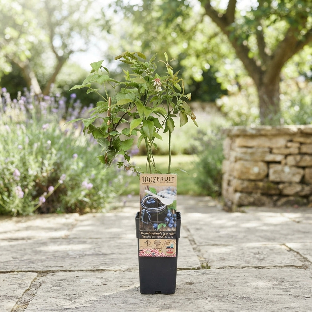 Mixed Fruit Plant Collection – Approx. 50cm