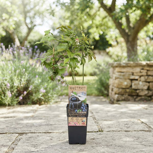 Mixed Fruit Plant Collection – Approx. 50cm