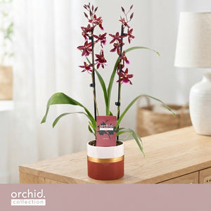Red Burrageara Orchid – 12cm Ceramic Pot