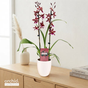 Red Burrageara Orchid – 12cm Ceramic Pot, 50cm