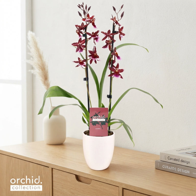 Red Burrageara Orchid – 12cm Ceramic Pot, 50cm