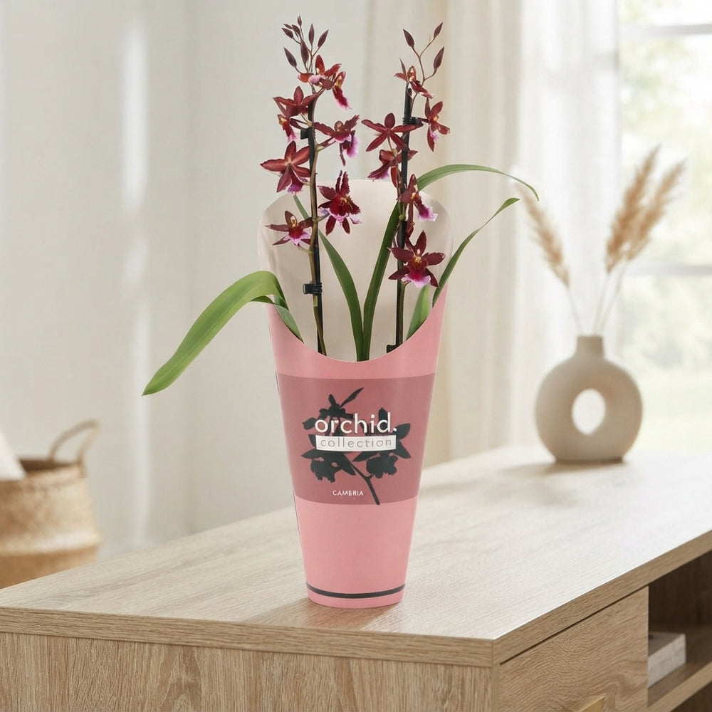 Red Burrageara Orchid – 12cm Pot, 50cm High