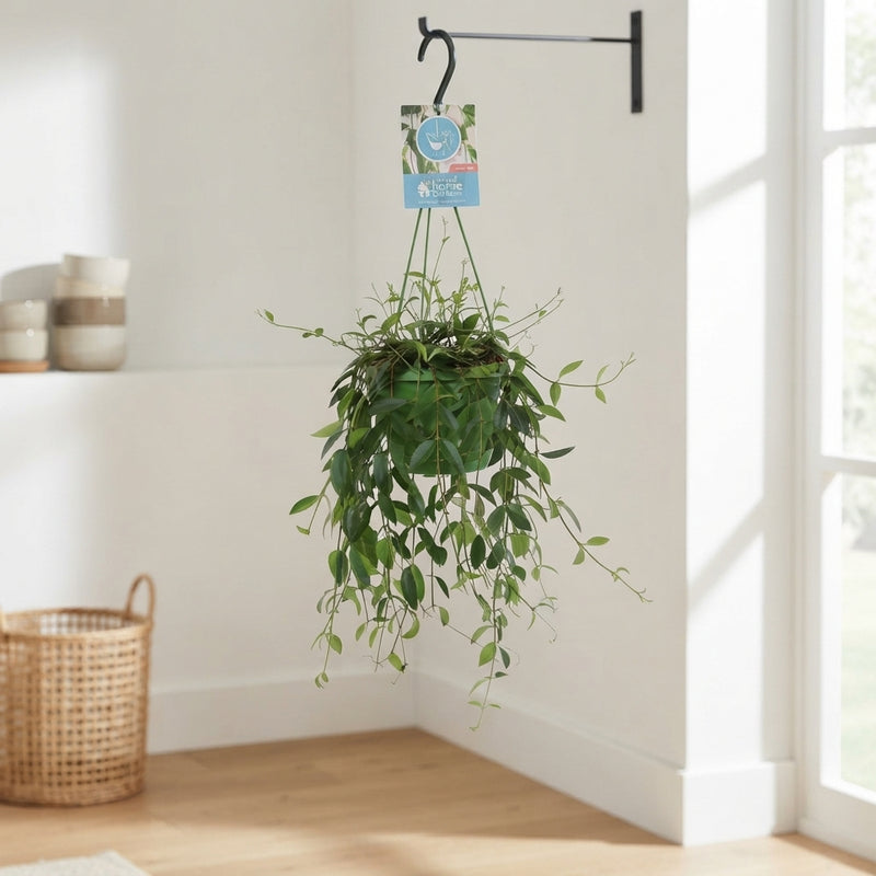 Codonanthe Crassifolia Flowering Houseplant – 14cm Pot