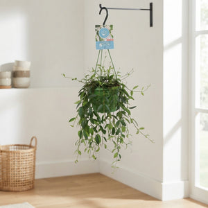 Codonanthe Crassifolia Flowering Houseplant – 14cm Pot