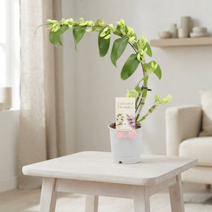 White Dendrobium Nobile Orchid – 12cm Pot